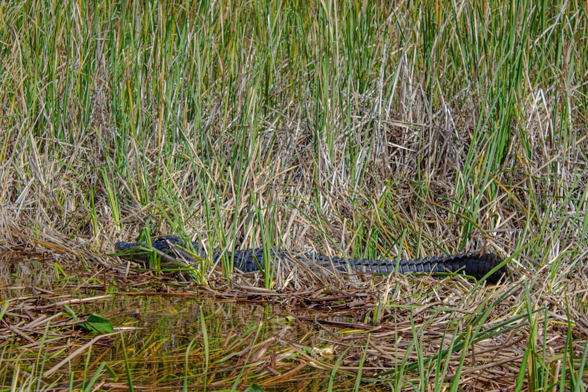 4 hours Visit Everglades Holiday Park with transportation
