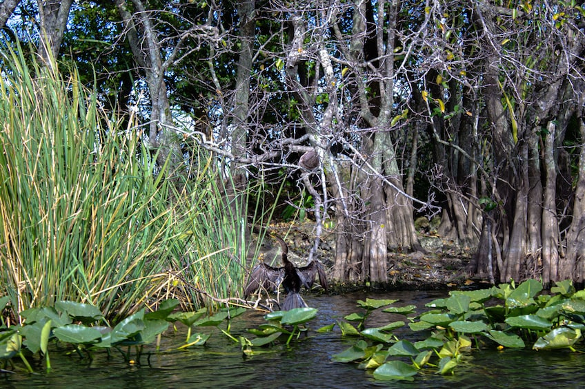 4 hours Visit Everglades Holiday Park with transportation