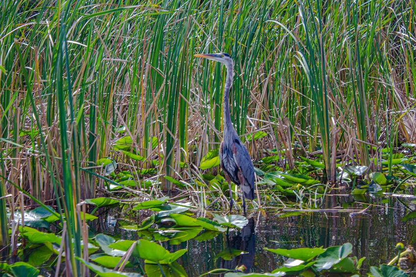 4 hours Visit Everglades Holiday Park with transportation