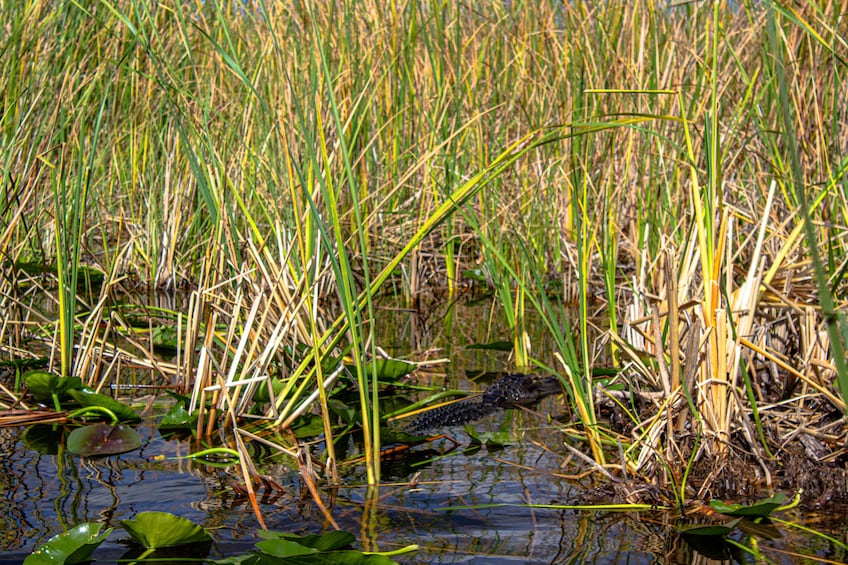 4 hours Visit Everglades Holiday Park with transportation