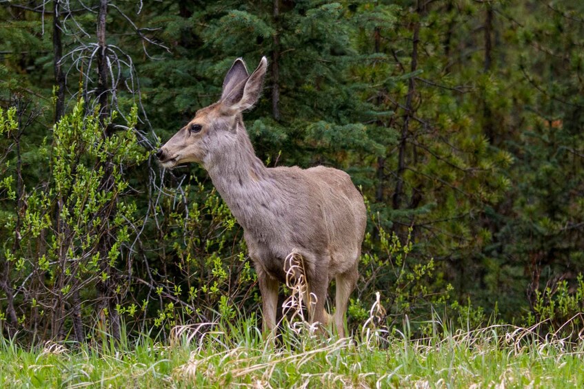 Picture 24 for Activity Jasper: Wildlife and Waterfalls Tour with Lakeshore Hike