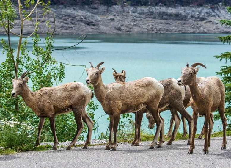 Picture 6 for Activity Jasper: Wildlife and Waterfalls Tour with Lakeshore Hike