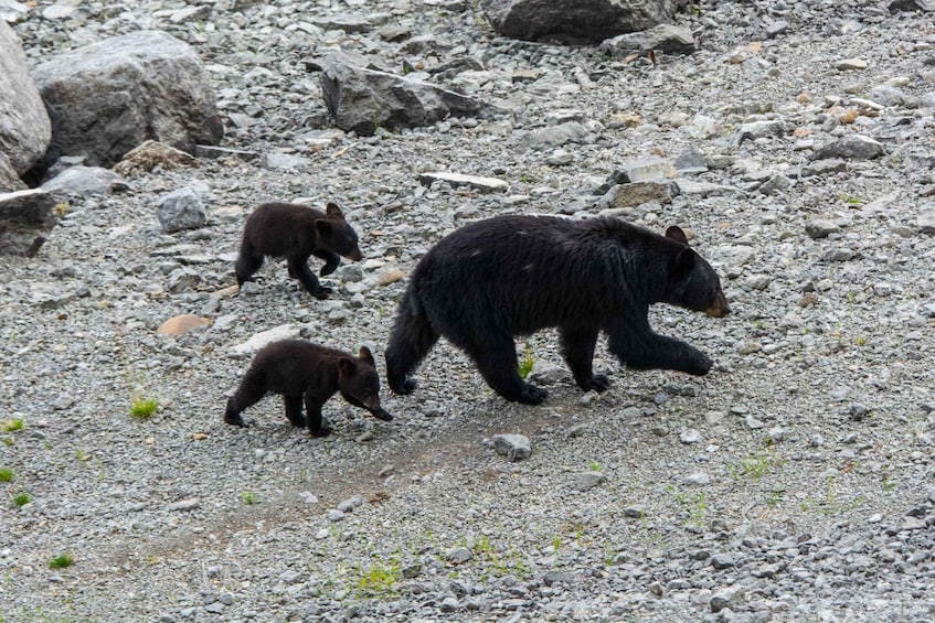 Picture 18 for Activity Jasper: Wildlife and Waterfalls Tour with Lakeshore Hike