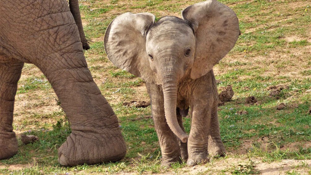 Addo National Park: Guided Half-Day Safari