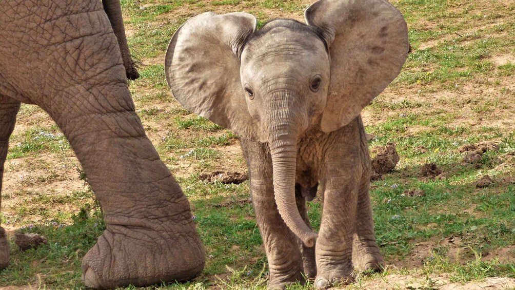 Addo National Park: Guided Half-Day Safari