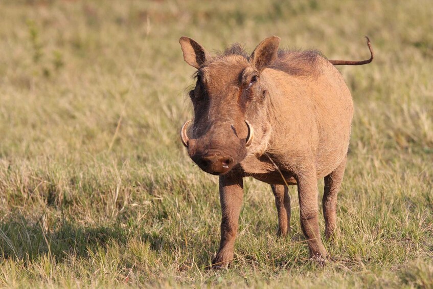 Picture 8 for Activity Addo National Park: Guided Half-Day Safari