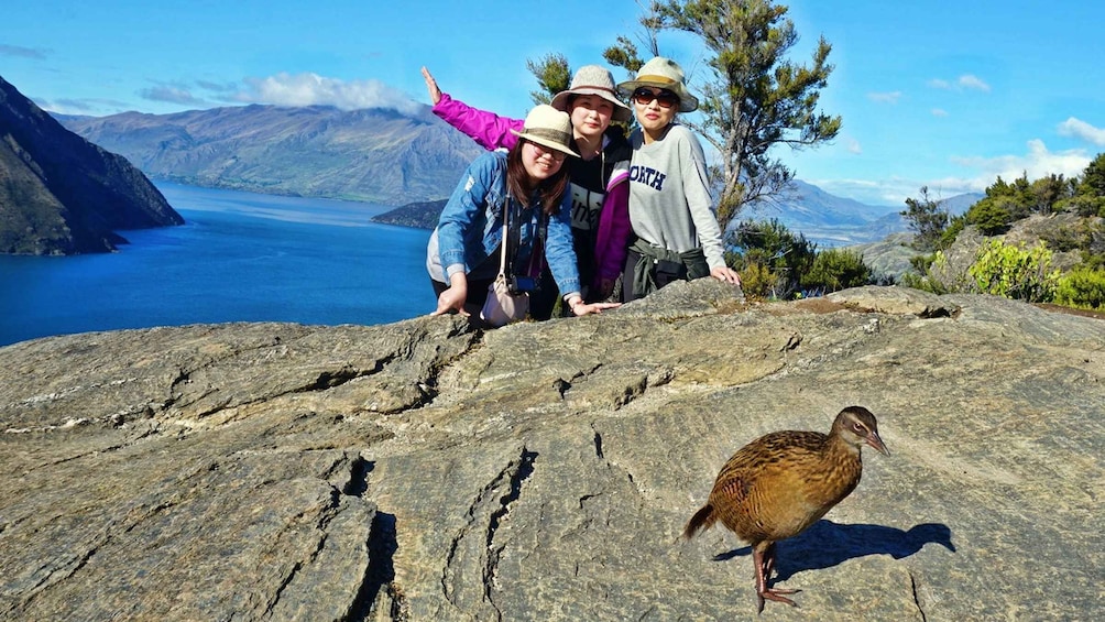 Picture 12 for Activity Mou Waho Island 3-Hour Cruise and Nature Walk