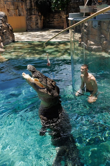 Picture 7 for Activity "Cage Of Death" Crocodile Swim and Entry to Crocosaurus Cove