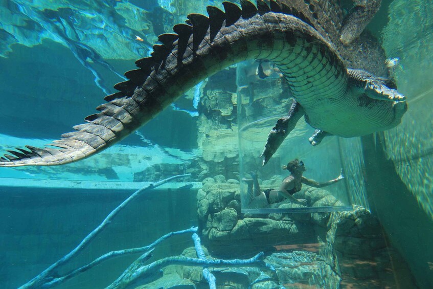 Picture 3 for Activity "Cage Of Death" Crocodile Swim and Entry to Crocosaurus Cove