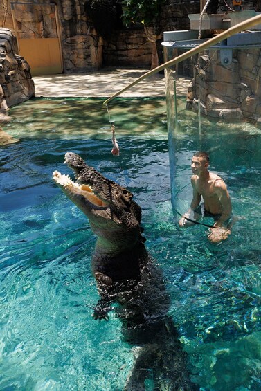 Picture 7 for Activity "Cage Of Death" Crocodile Swim and Entry to Crocosaurus Cove