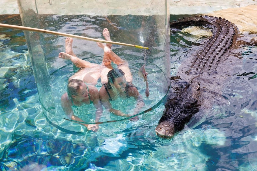 Picture 2 for Activity "Cage Of Death" Crocodile Swim and Entry to Crocosaurus Cove