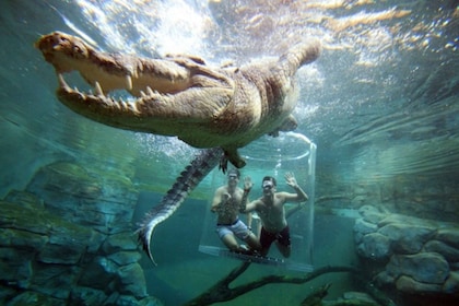 “死亡之籠”鱷魚游泳和進入鱷魚灣