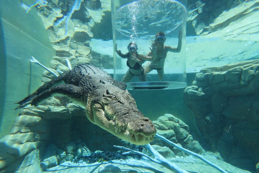 Picture 5 for Activity "Cage Of Death" Crocodile Swim and Entry to Crocosaurus Cove