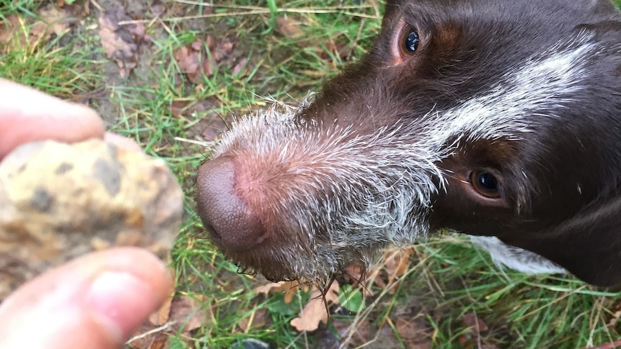 From Gavi: Piedmont Truffle Hunting Experience with Tasting