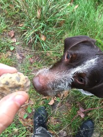 Desde Gavi: experiencia de caza de trufas en Piamonte con degustación