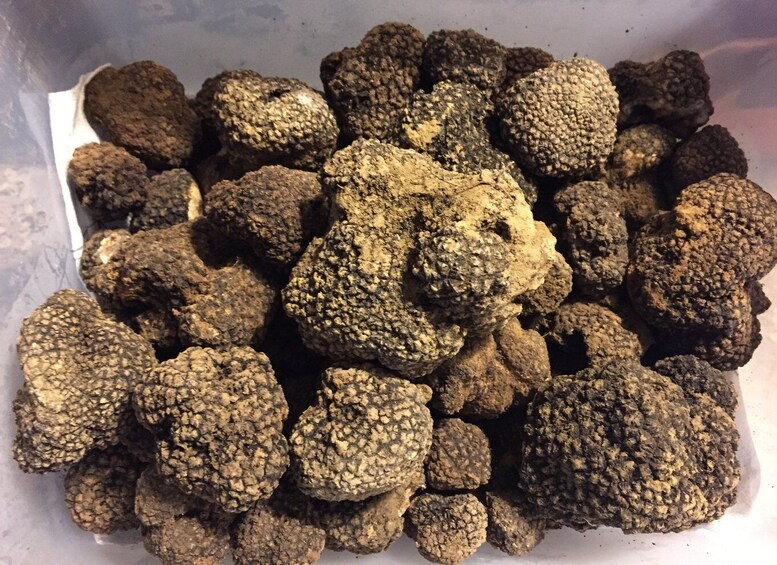 Picture 4 for Activity From Gavi: Piedmont Truffle Hunting Experience with Tasting