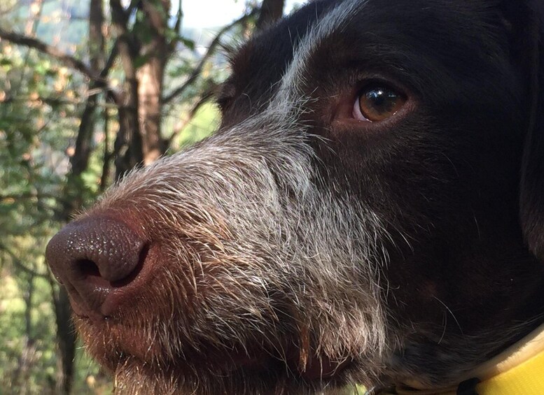 Picture 6 for Activity From Gavi: Piedmont Truffle Hunting Experience with Tasting