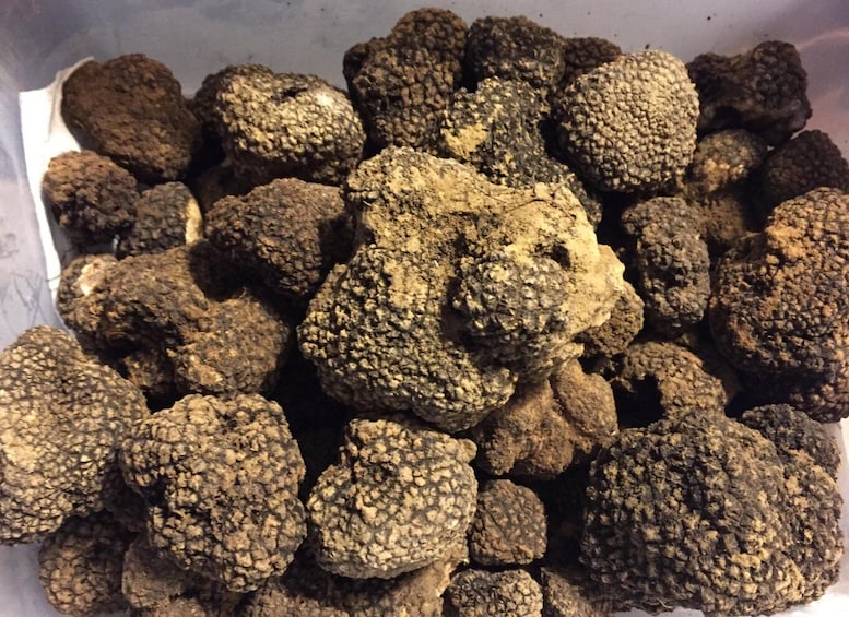 Picture 3 for Activity From Gavi: Piedmont Truffle Hunting Experience with Tasting