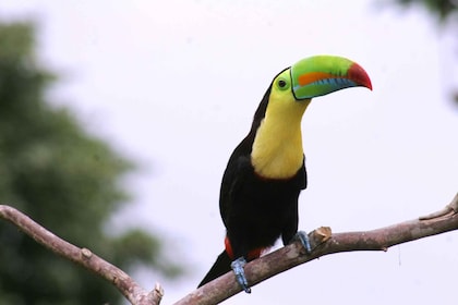 Forêt d'Arenal : visite d'observation des oiseaux et de photographie