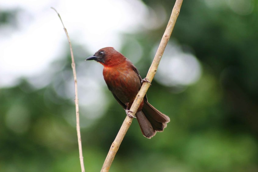 Picture 7 for Activity Arenal Forest: Bird Observation & Photography Tour