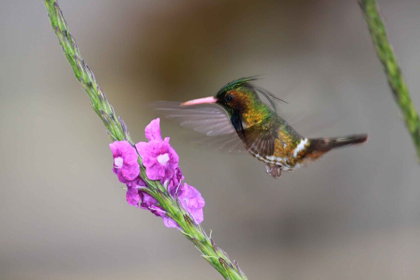 Picture 5 for Activity Arenal Forest: Bird Observation & Photography Tour