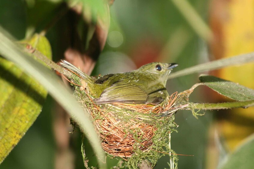 Picture 9 for Activity Arenal Forest: Bird Observation & Photography Tour