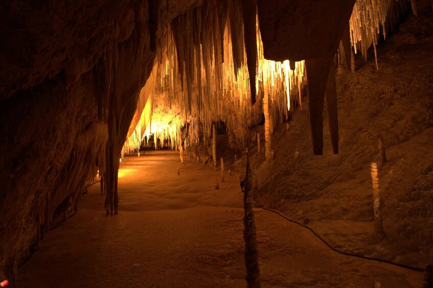 Picture 7 for Activity Hobart: Full-Day Tahune Airwalk & Hastings Caves Tour