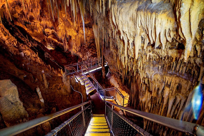 Picture 6 for Activity Hobart: Full-Day Tahune Airwalk & Hastings Caves Active Tour