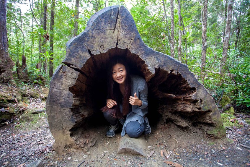 Picture 1 for Activity Hobart: Full-Day Tahune Airwalk & Hastings Caves Active Tour