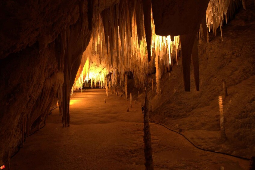 Picture 7 for Activity Hobart: Full-Day Tahune Airwalk & Hastings Caves Active Tour
