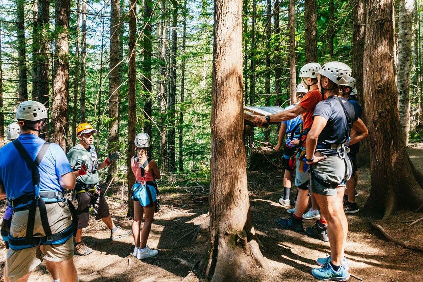 Picture 13 for Activity Whistler Zipline Experience: Ziptrek Eagle Tour