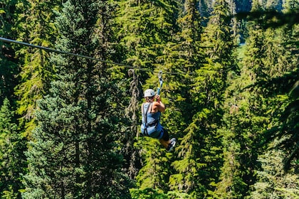 惠斯勒滑索体验：Ziptrek 雄鹰之旅