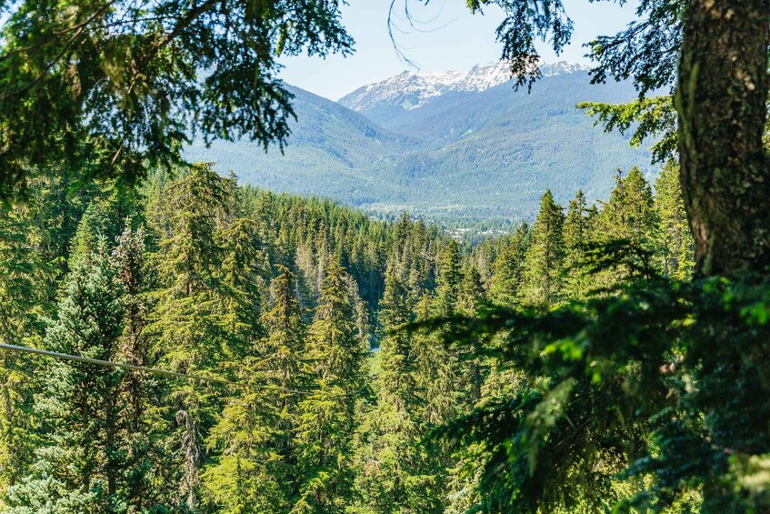 Picture 14 for Activity Whistler: Ziplining Experience