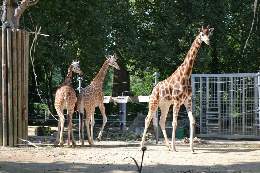 Picture 1 for Activity Krakow: Zoo Tour with Private Transport and Tickets