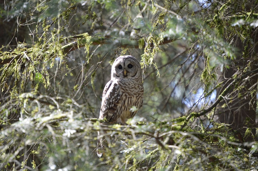 Owl sits on a tree at the VanDusen Botanical Garden in Vancouver BC
