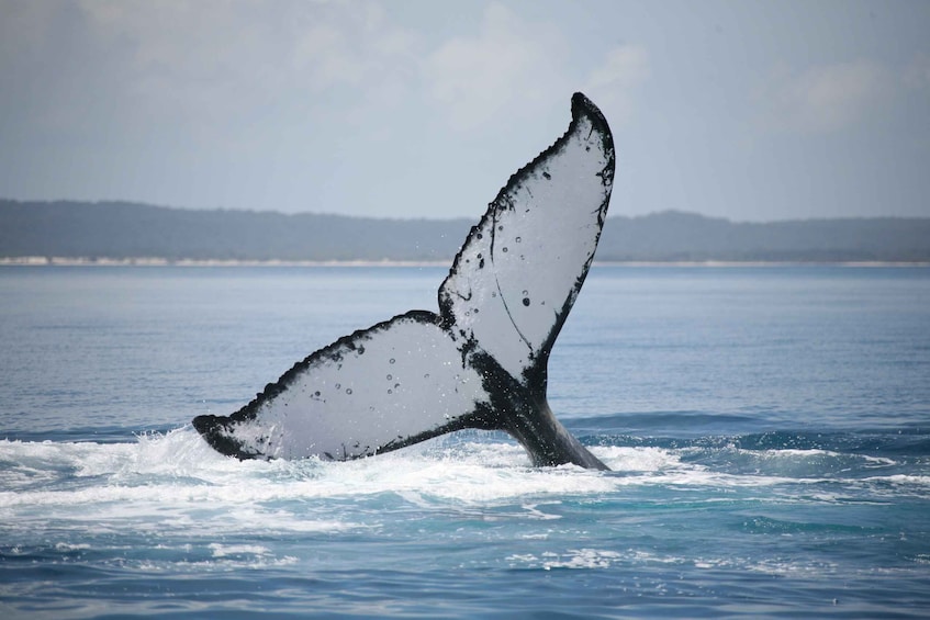 Picture 32 for Activity Fraser Island (K'gari): Remote Island and Whale Experience