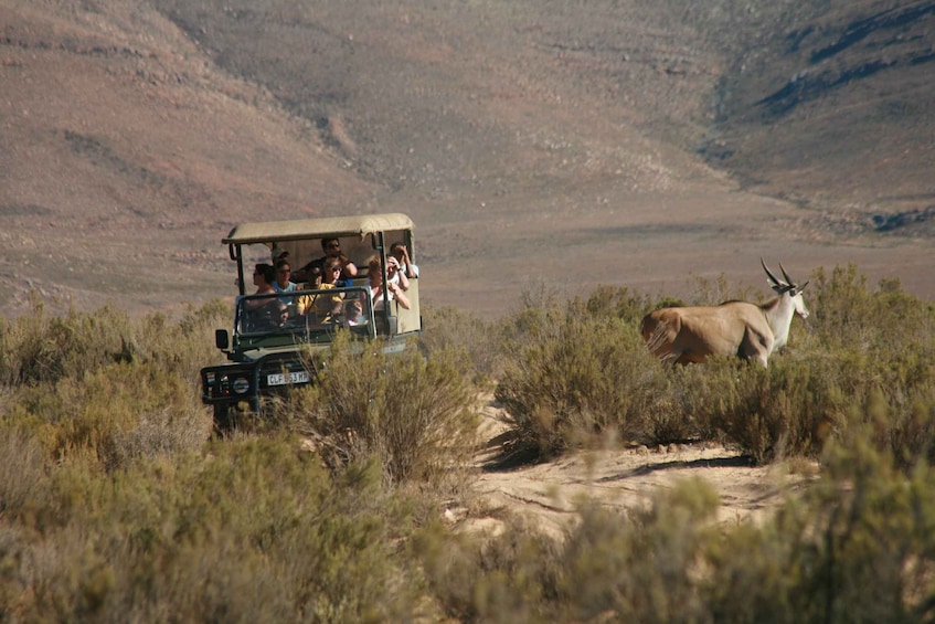 Picture 2 for Activity Aquila Game Reserve: Afternoon Safari