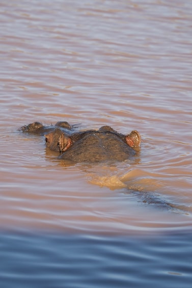 Picture 5 for Activity Aquila Game Reserve: Afternoon Safari