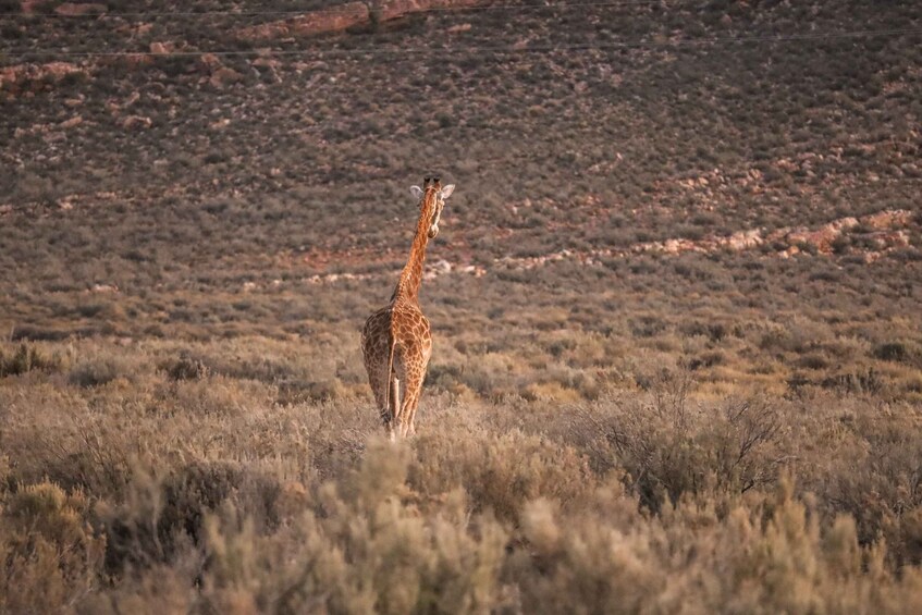 Picture 3 for Activity Aquila Game Reserve: Afternoon Safari