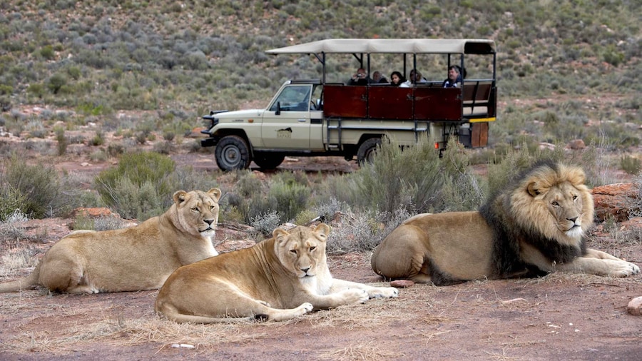 Aquila Game Reserve: Afternoon Safari