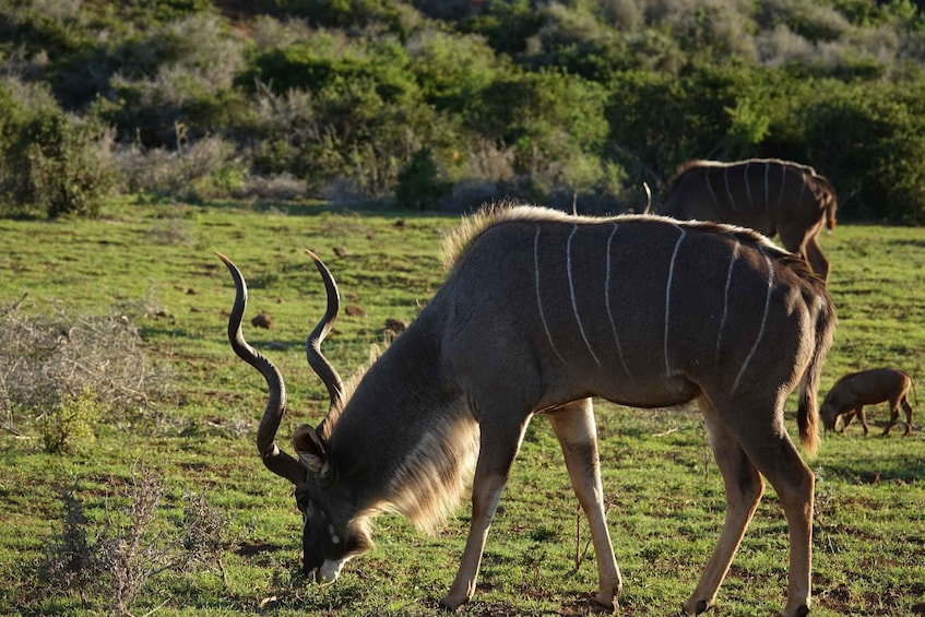 Picture 11 for Activity Addo Elephant National Park All Inclusive Full-Day Safari