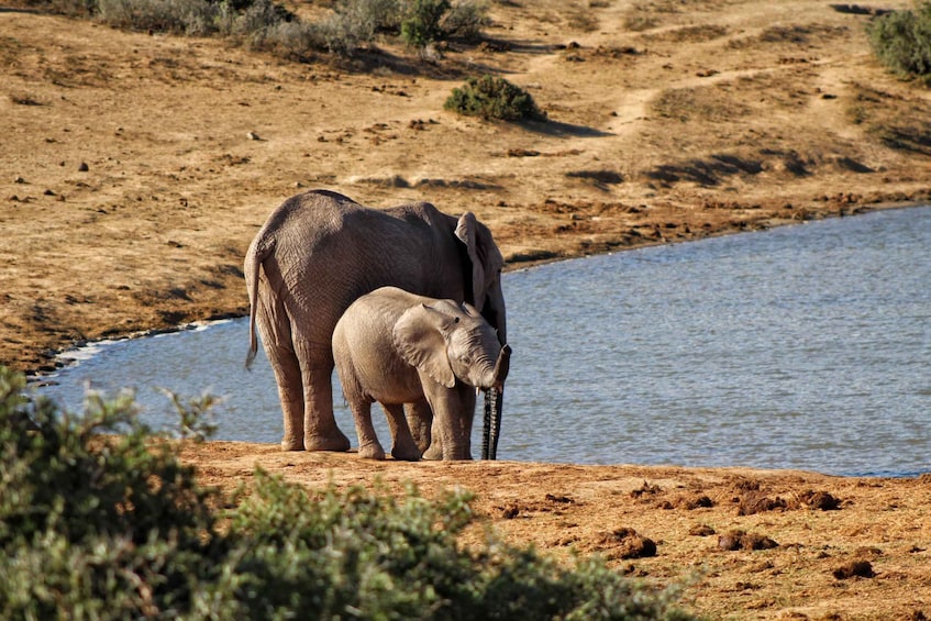 Picture 32 for Activity Addo Elephant National Park Full-Day Safari
