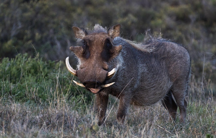 Picture 51 for Activity Addo Elephant National Park All Inclusive Full-Day Safari