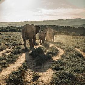 Addo Elephant National Park All-inclusive Full-Day Safari