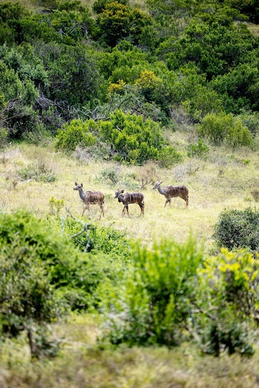 Picture 44 for Activity Addo Elephant National Park All Inclusive Full-Day Safari