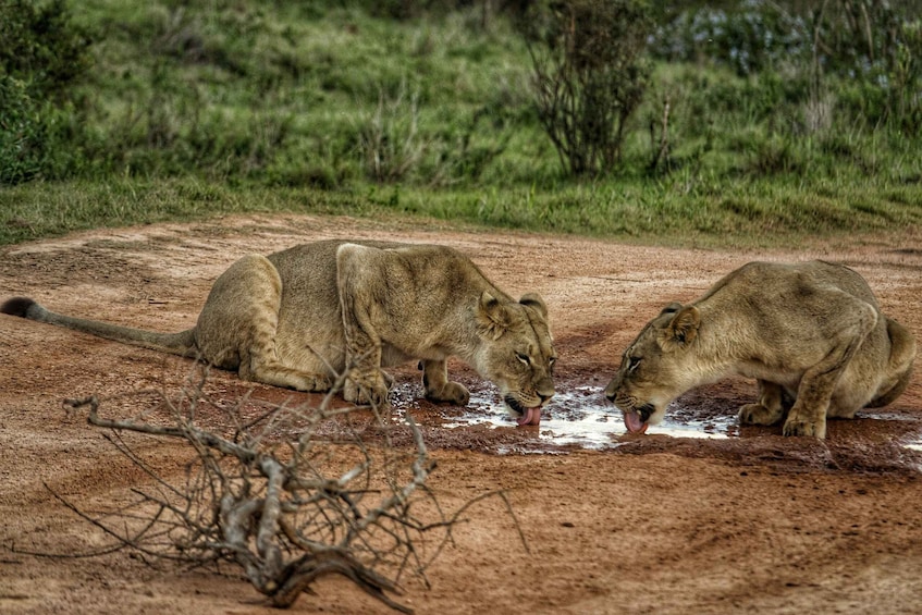 Picture 2 for Activity Addo Elephant National Park All Inclusive Full-Day Safari