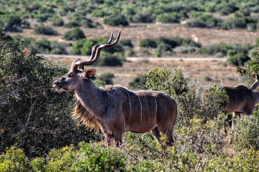 Picture 33 for Activity Addo Elephant National Park All Inclusive Full-Day Safari