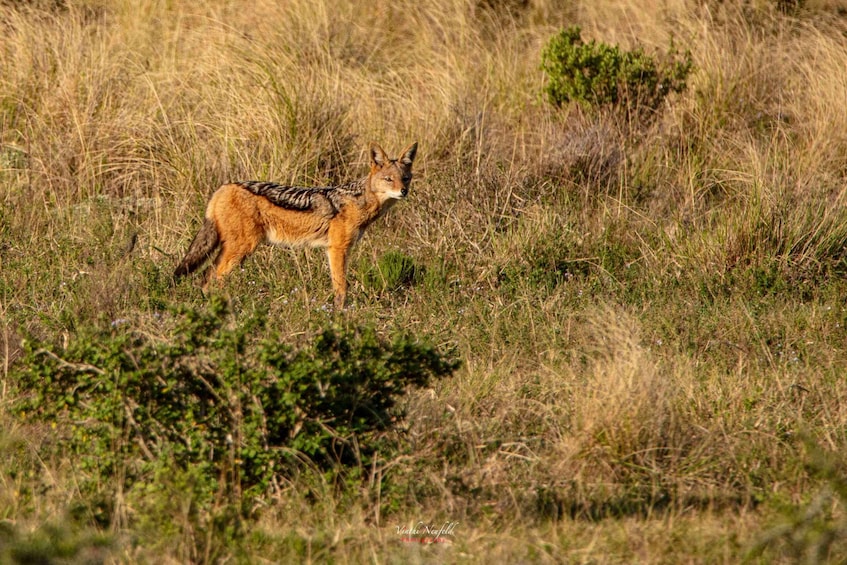 Picture 22 for Activity Addo Elephant National Park All Inclusive Full-Day Safari
