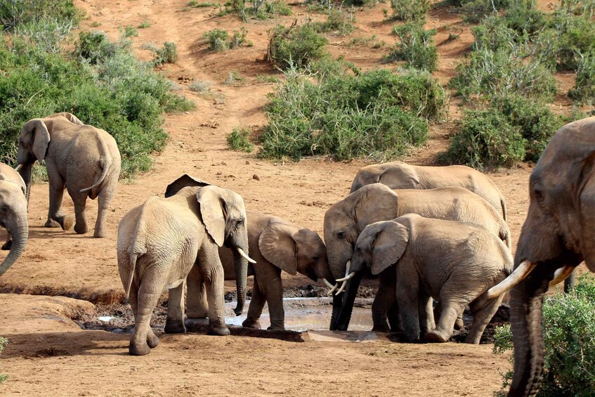 Picture 1 for Activity Addo Elephant National Park All Inclusive Full-Day Safari