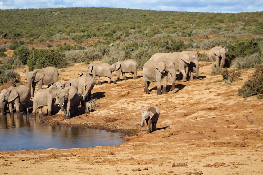 Picture 28 for Activity Addo Elephant National Park All Inclusive Full-Day Safari